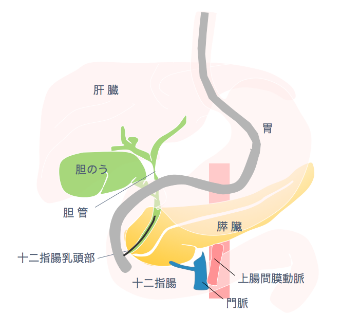 内視鏡的逆行性胆管膵管造影（ERCP）